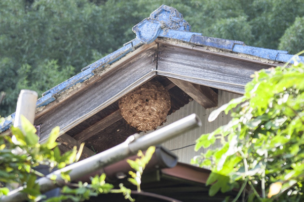 難易度の高い駆除もお任せください